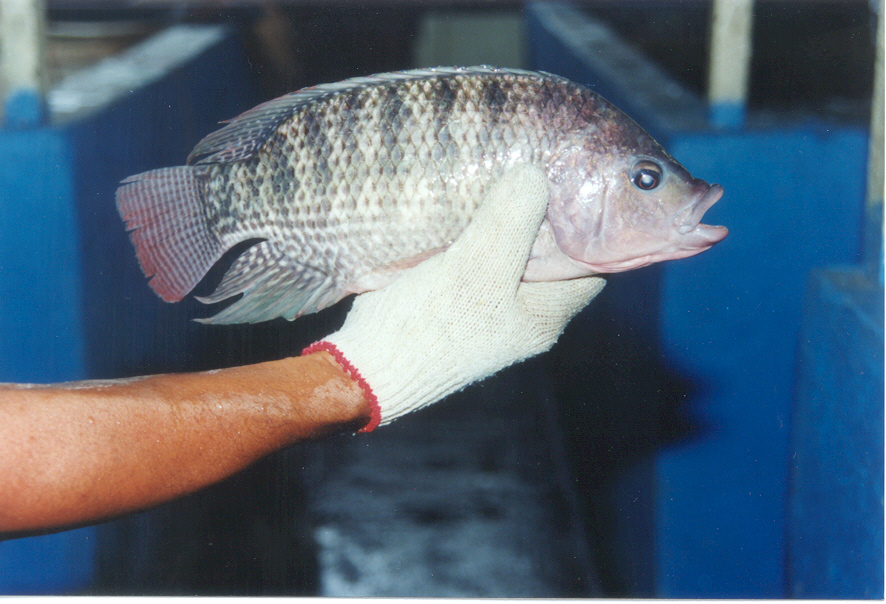 Tilapia_Nilotica.jpg
