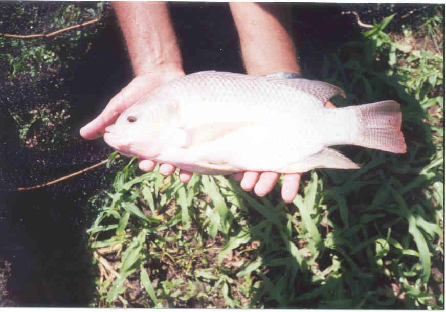 Tilapia_blancajpg.jpg