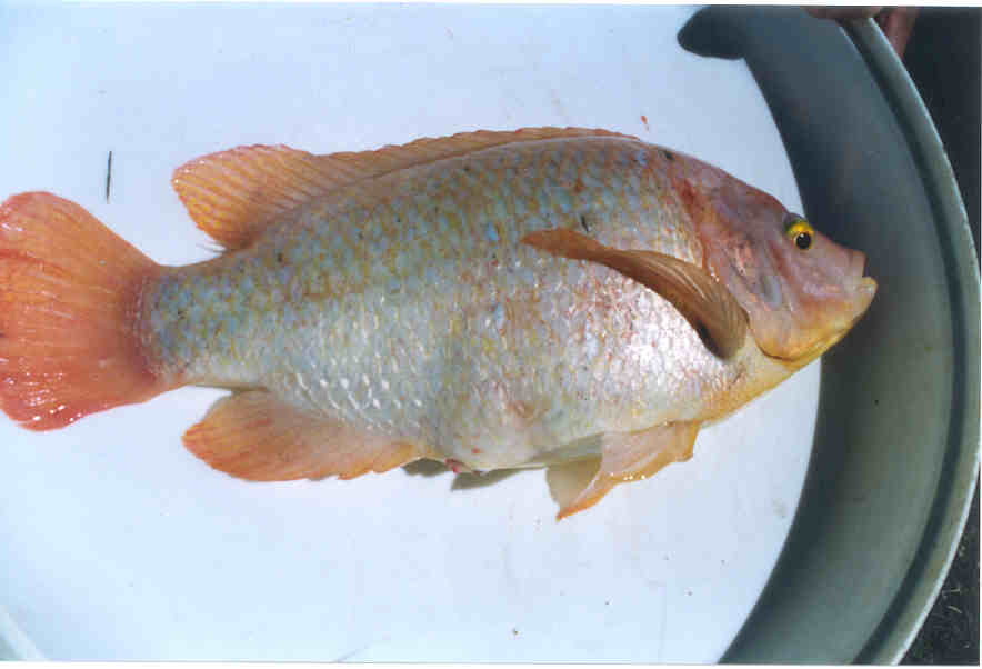 Tilapia_roja.jpg